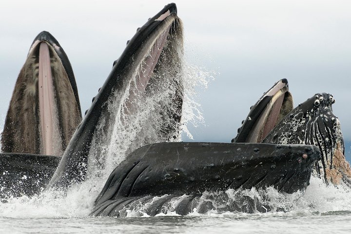 Paddle with Whales! Kayak Adventure - Image 1