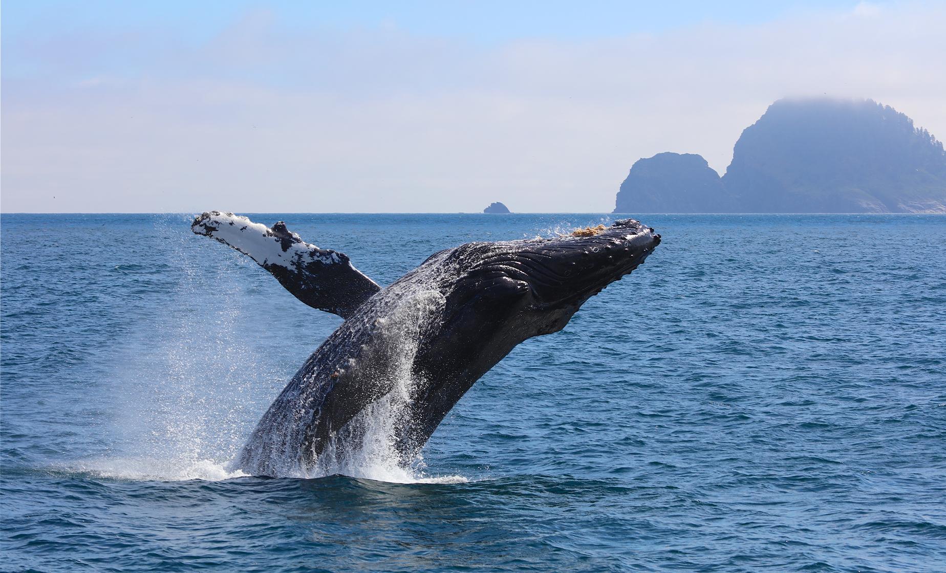 Private Whale Watching - Image 1