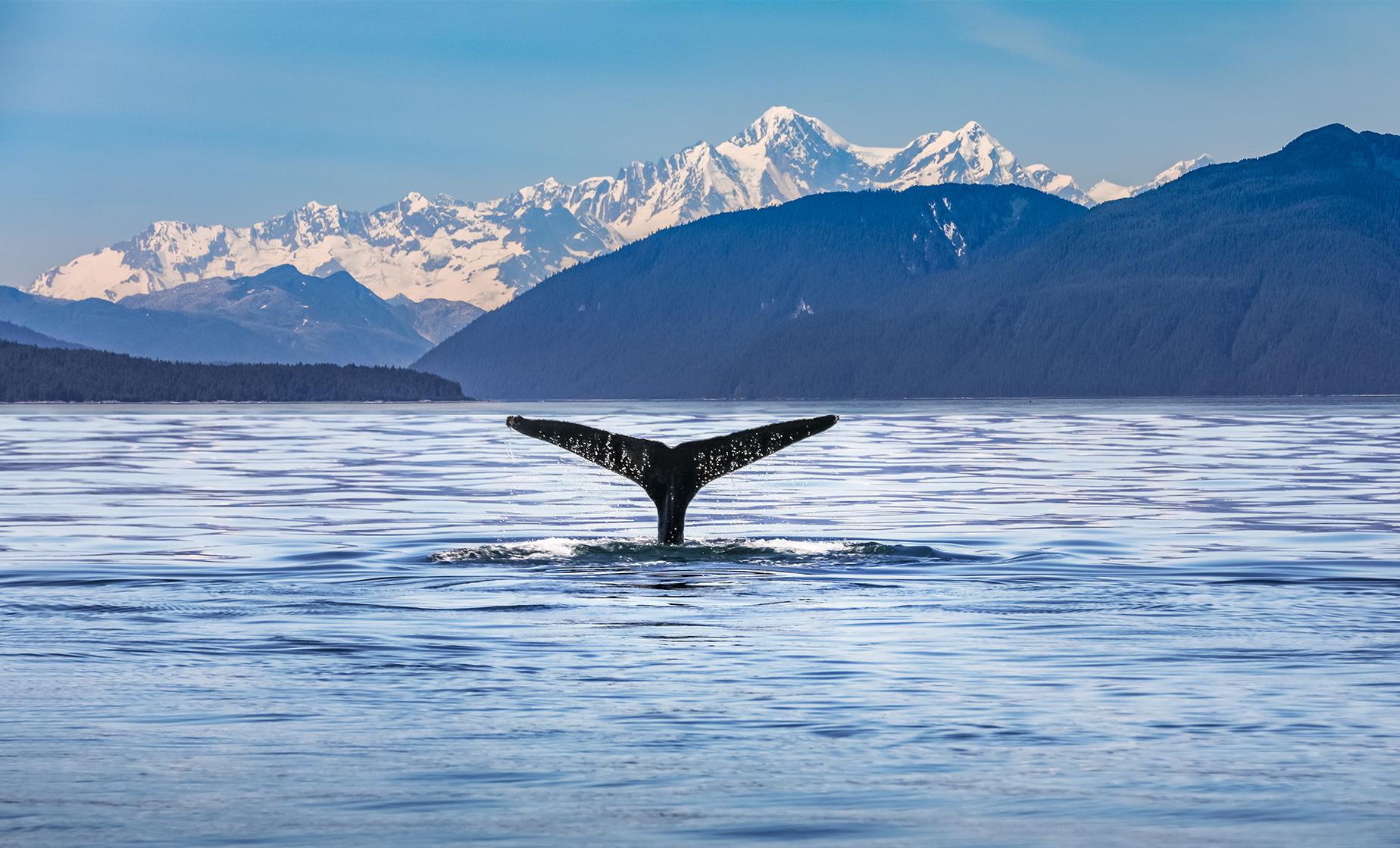 Whale Watching Cruise - Image 1