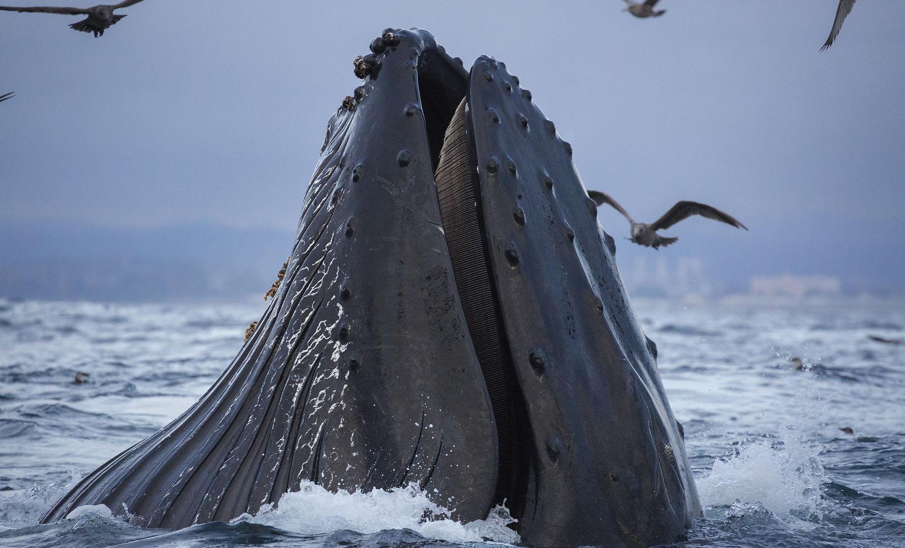 Whale Watching & Salmon Bake Combo - Image 1