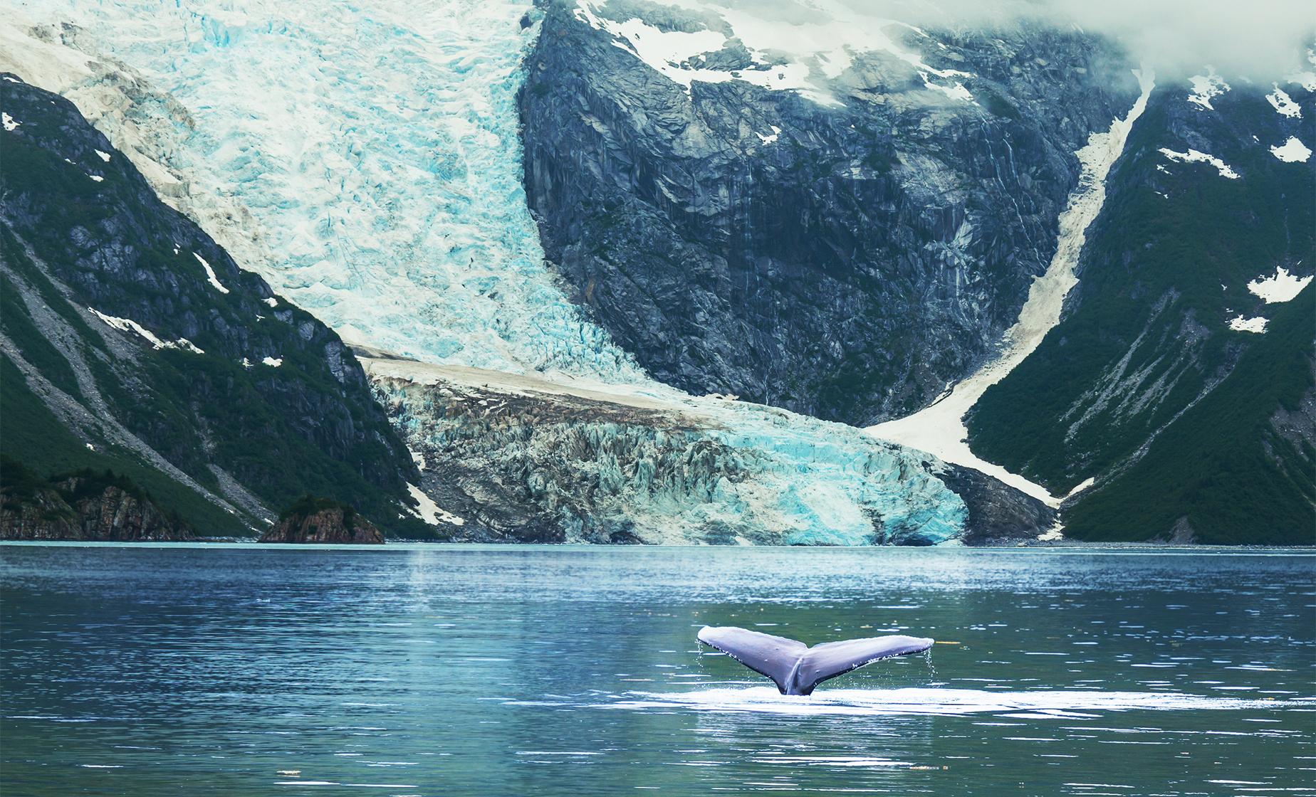 Whales and Mendenhall Glacier - Image 1