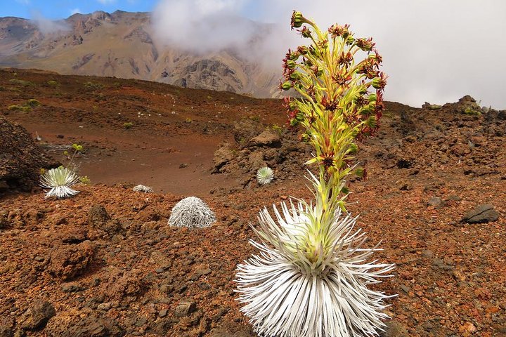 Haleakala Classic Summit Tour with Haleakala EcoTours (Vehicle Tour) - Image 2
