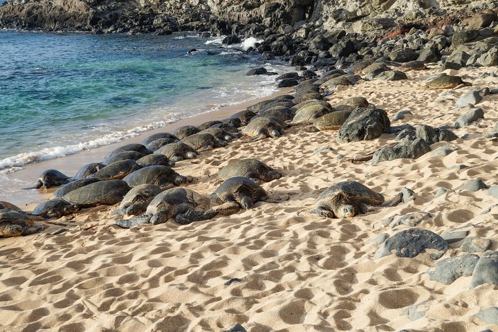 Lahaina Shore Excursion: Tropics of Maui & Rainforest Valley  - Image 2