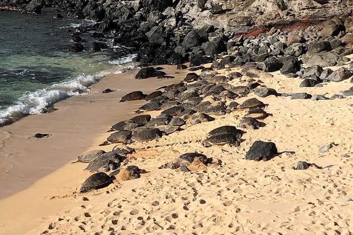 Maui Tour : Road to Hana Day Trip from Kahului - Image 2