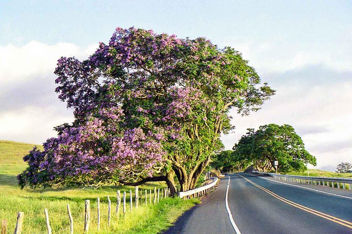 Private Upcountry Maui Tour - Image 3