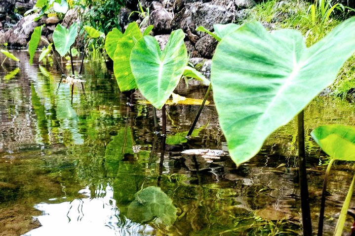 Tropical Plantation, Rainforest & Turtles - Image 4