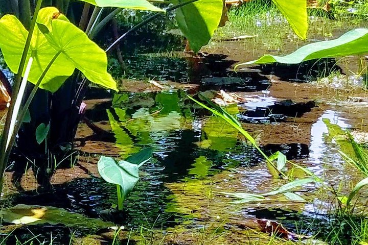 Tropical Plantation, Rainforest & Turtles - Image 3
