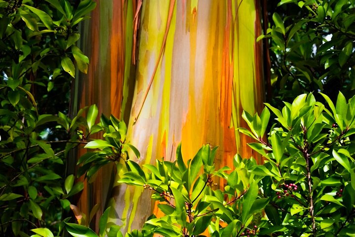 VIP Private Road to Hana and Haleakala Sunset Tour  - Image 4