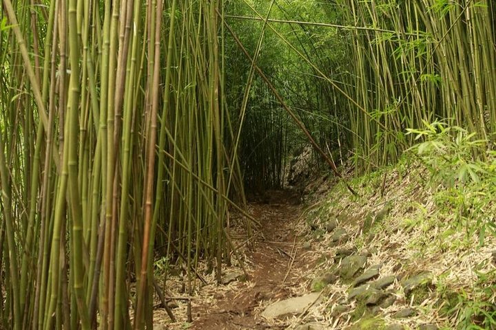 Waterfall and Rainforest Adventure - Image 2