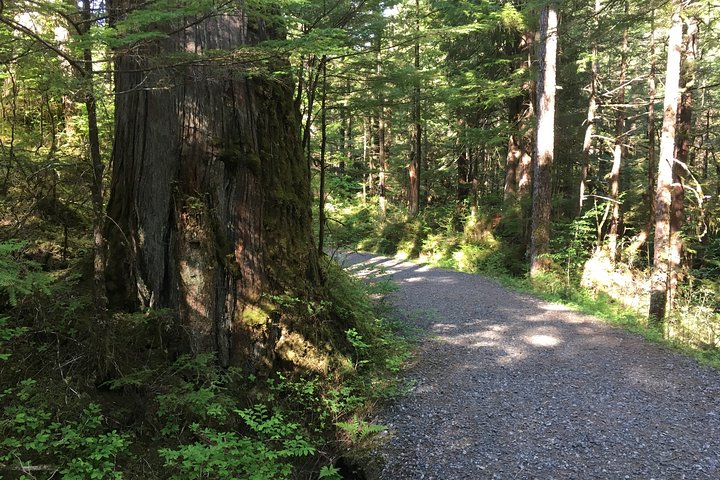 2 Hour Alaska Rainforest Walk and Totem Park Small Group Tour - Image 4