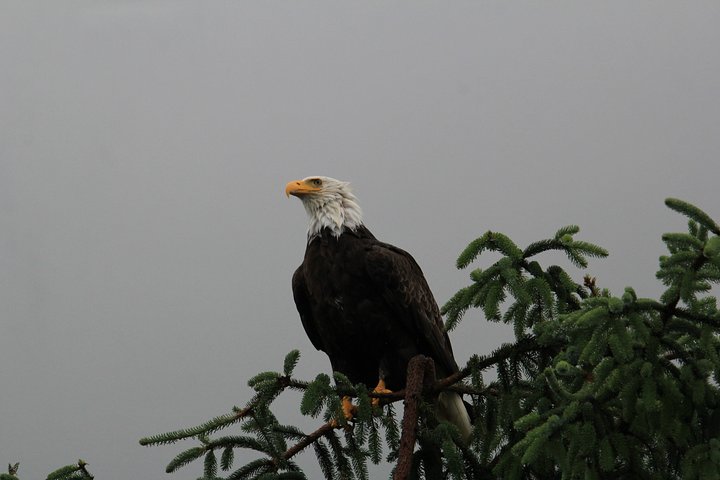 3 Hour Rainforest Walk and Totem Park - Image 5