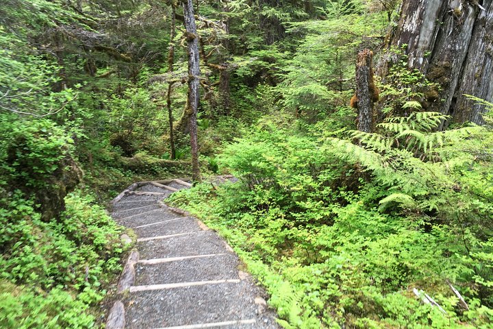 3 Hour Rainforest Walk and Totem Park - Image 4