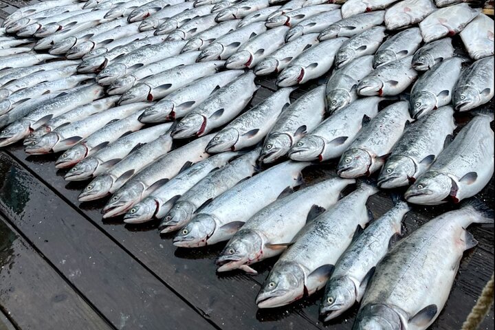 6 Hour Salmon Trip - Image 1