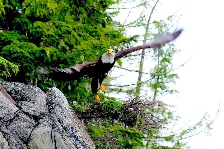 Alaska Marine Fast Boat Adventure  - Image 5