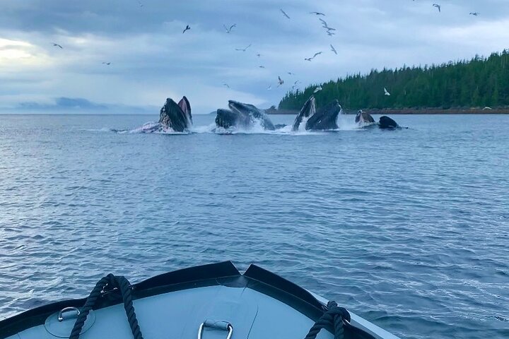 Alaska Marine Fast Boat Adventure  - Image 3