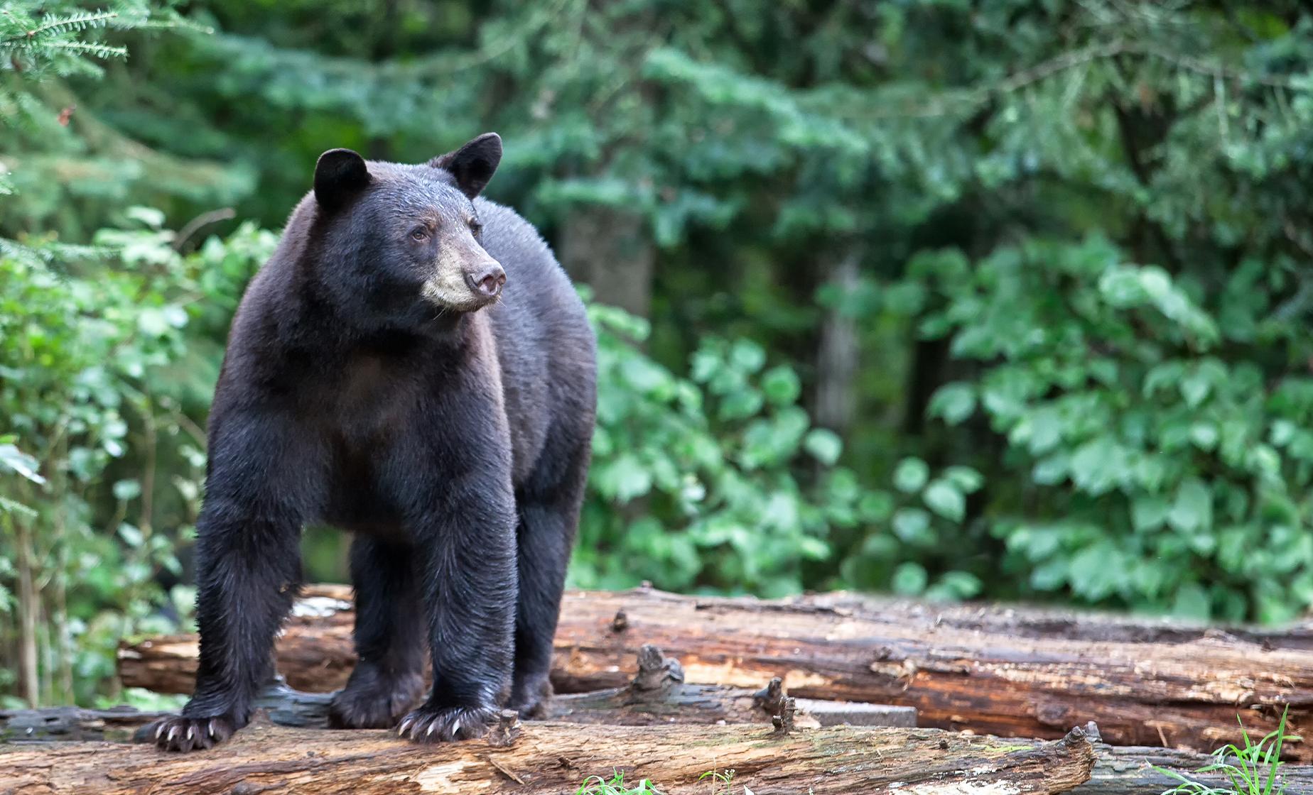 Bear Viewing Flightseeing to Traitor's Cove - Image 1