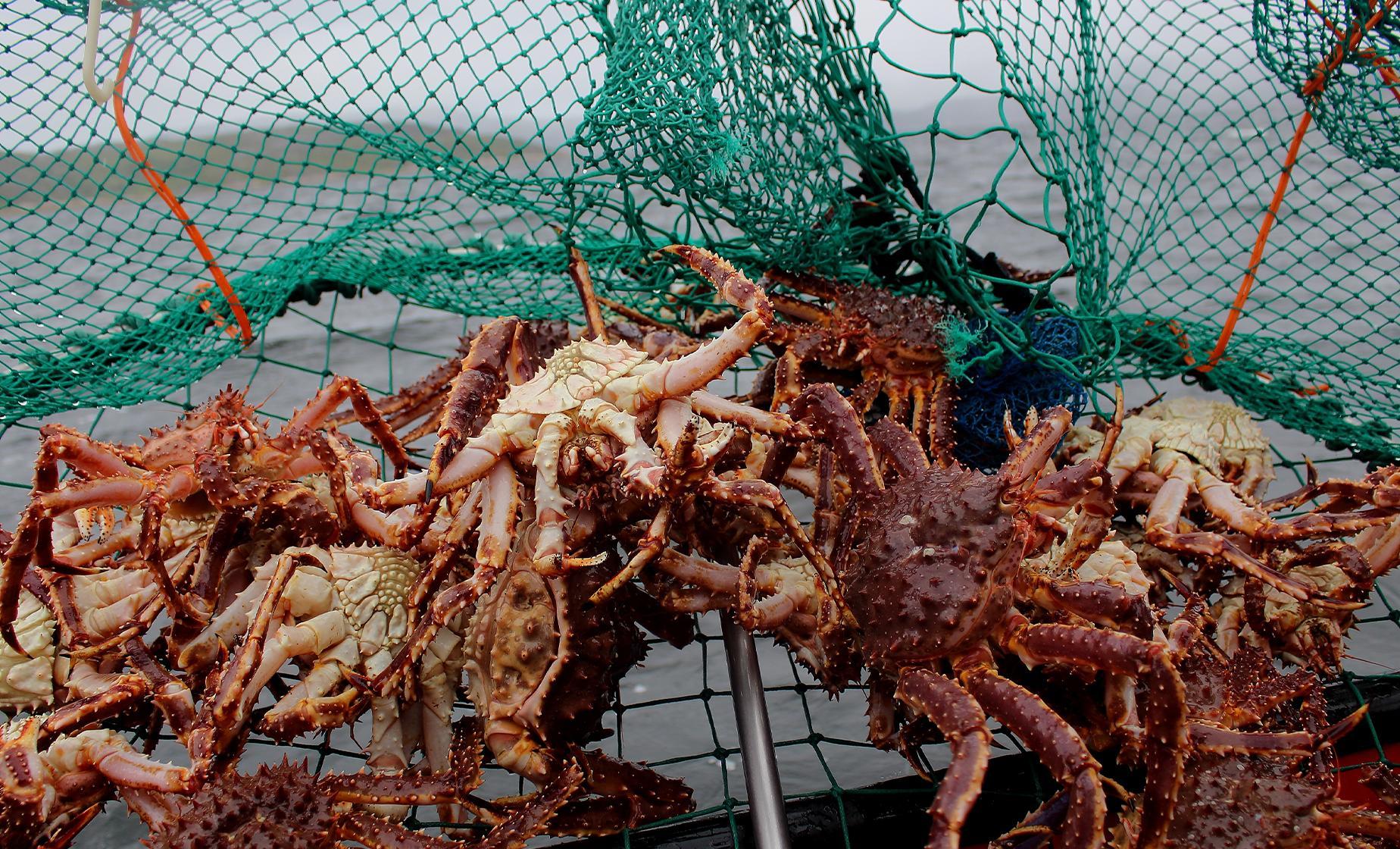 Bering Sea Crab Fisherman's Tour from Ward Cove - Image 1