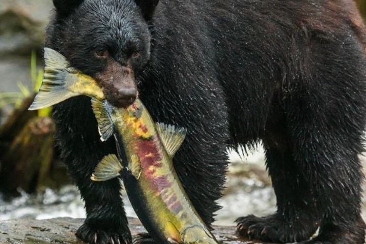 City Highlights Totem Parks and Sightseeing - Image 3