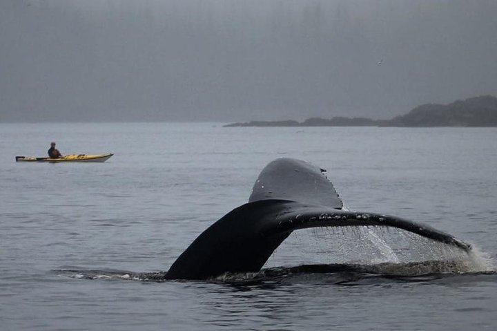 Ketchikan Kayak Eco-Tour - Image 3