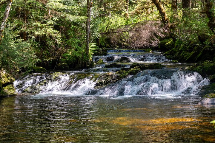 Ketchikan Magical Old-Growth Creek Trek Guided Tour - Image 4