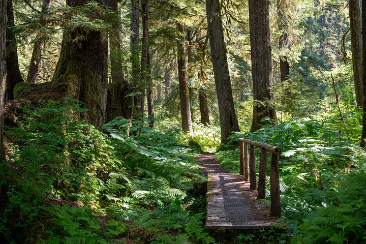 Ketchikan Magical Old-Growth Creek Trek Guided Tour - Image 5