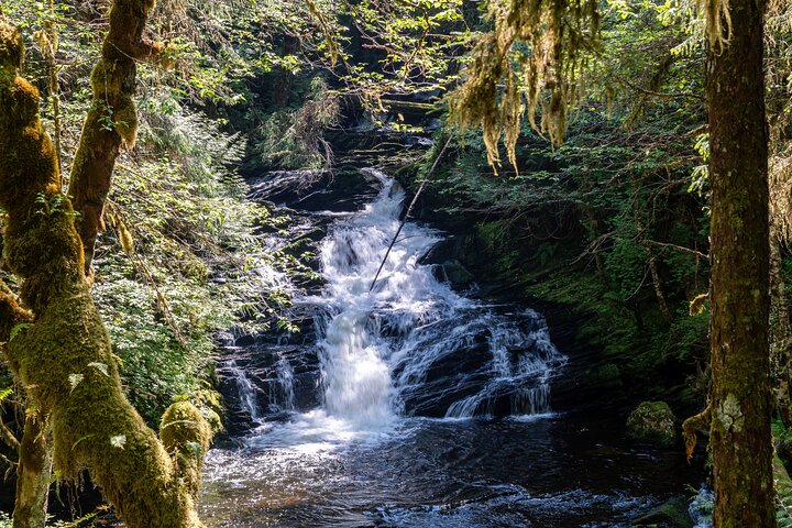Ketchikan Magical Old-Growth Creek Trek Guided Tour - Image 1