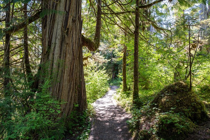 Ketchikan Magical Old-Growth Creek Trek Guided Tour - Image 3