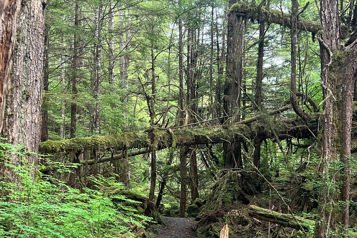 Ketchikan Remote Beach Hike with Totem Park Stop - Image 3