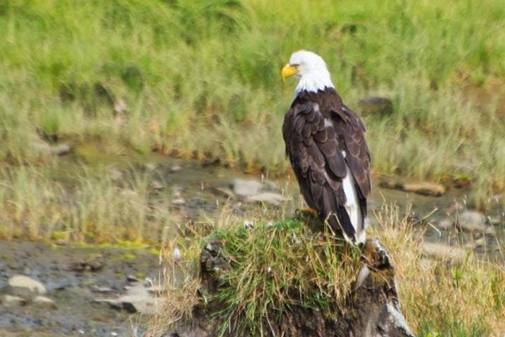 Ketchikan Shore Excursion: Eagle Sanctuary and Rainforest Wildlife Center - Image 1