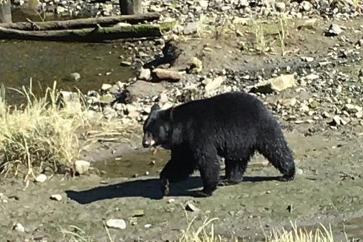 Ketchikan Shore Excursion: Eagle Sanctuary and Rainforest Wildlife Center - Image 5