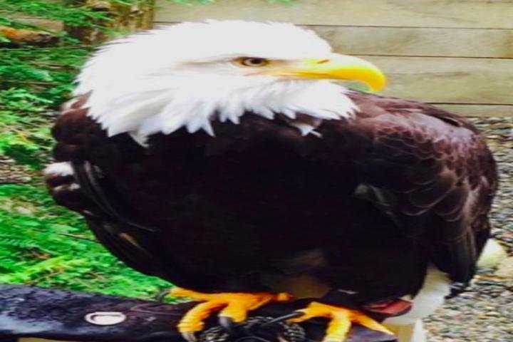 Ketchikan Shore Excursion: Eagle Sanctuary and Rainforest Wildlife Center - Image 2