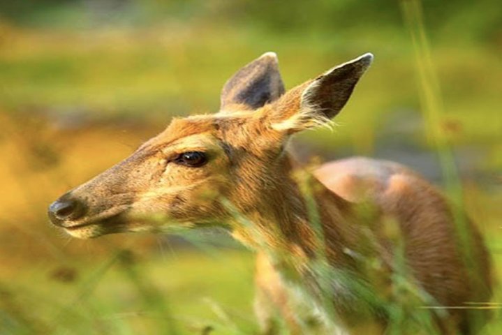 Ketchikan Shore Excursion: Silverking Lodge Adventure & Seafeast - Image 5