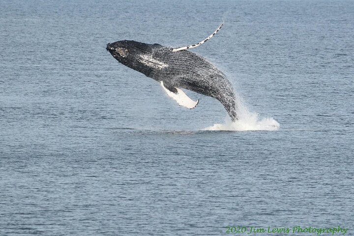 Ketchikan Whale Watching and Nature Tour - Image 2