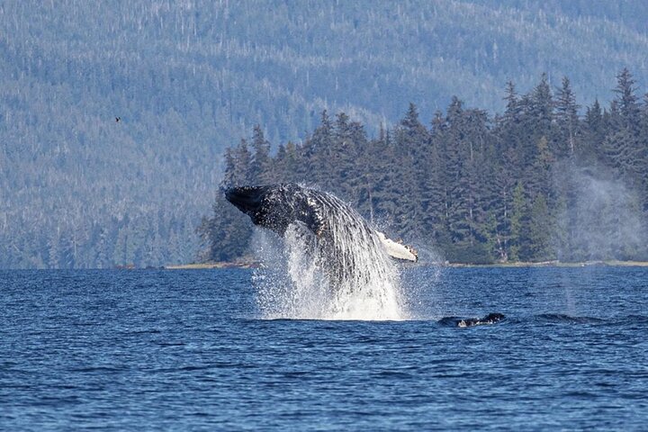 Ketchikan Whale Watching and Nature Tour - Image 1