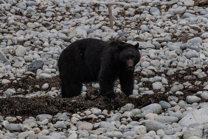 Ketchikan Whale Watching and Nature Tour - Image 4