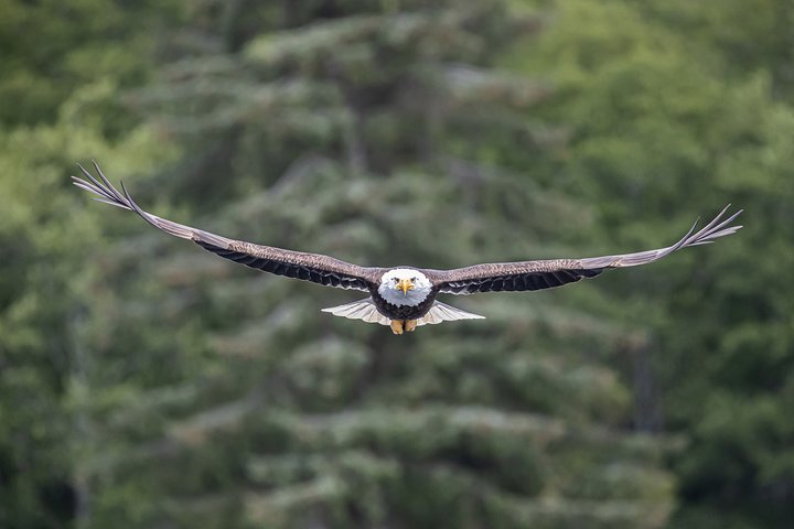 Ketchikan Whale Watching and Nature Tour - Image 3