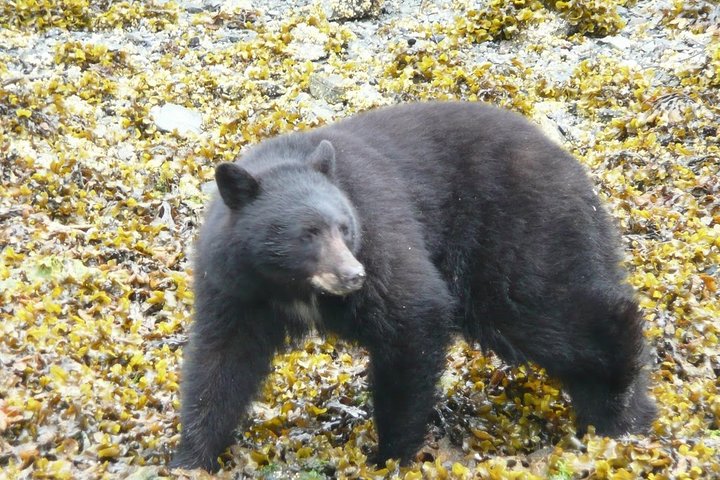 Prince of Wales Island Bear-Viewing Tour By Air From Ketchikan - Image 5