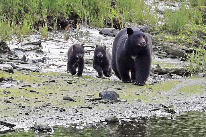 Private 4-Hour Ketchikan City Tour - Image 5