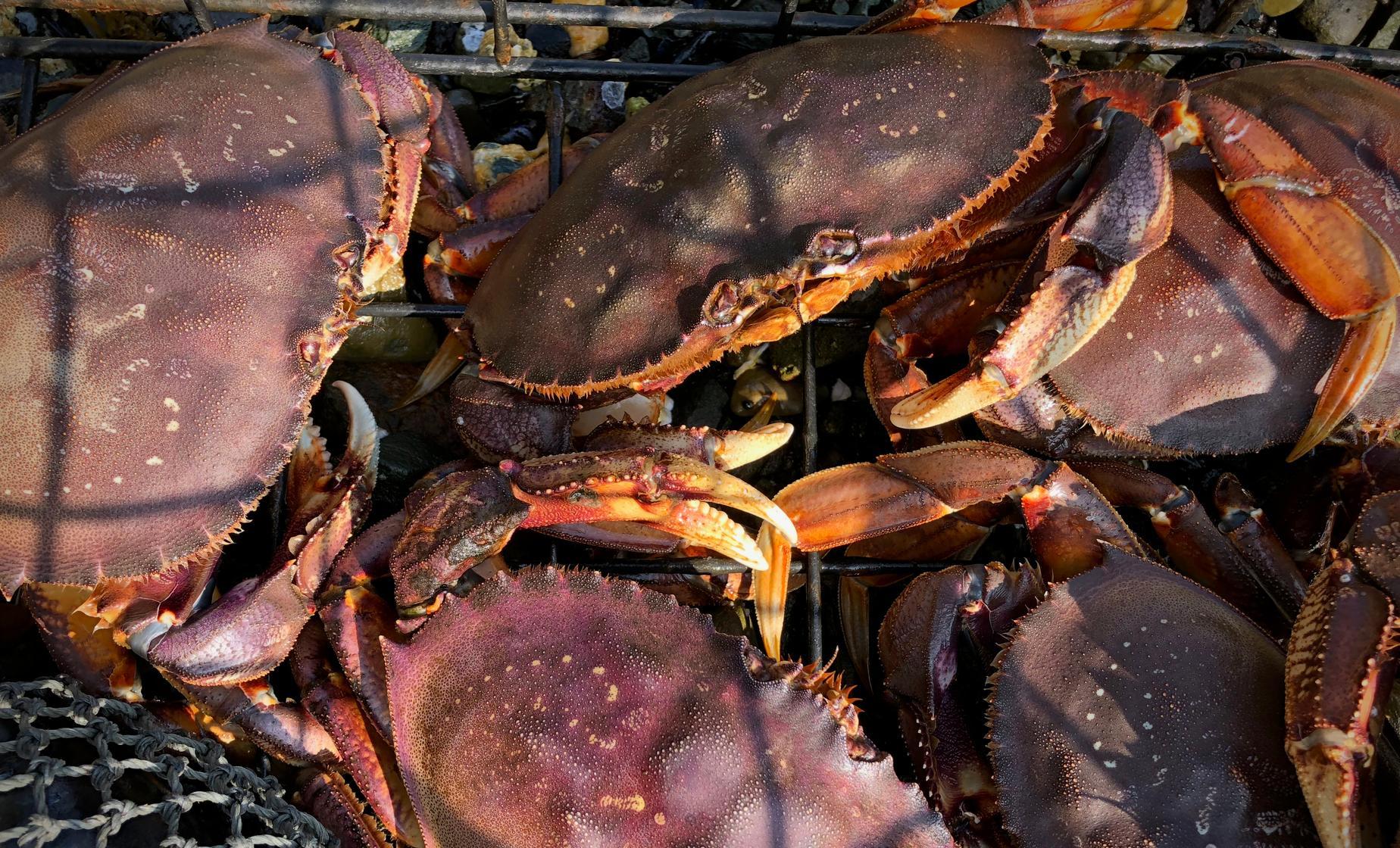 Private Alaskan Crabbing with Dinner from Ward Cove - Image 1