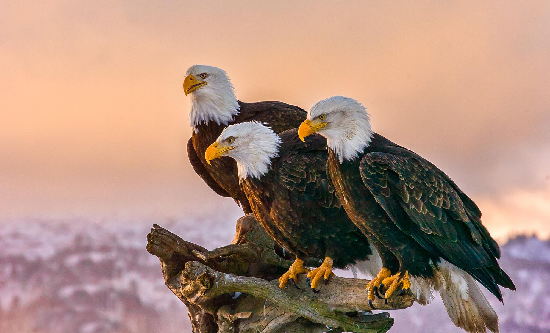 Private Eagle and Wildlife Watch - Image 1