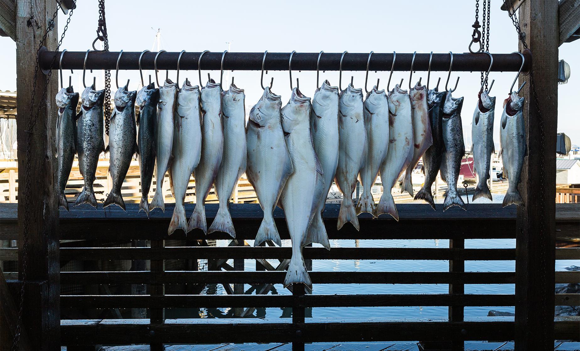 Private Halibut Fishing Charter from Ward Cove - Image 1