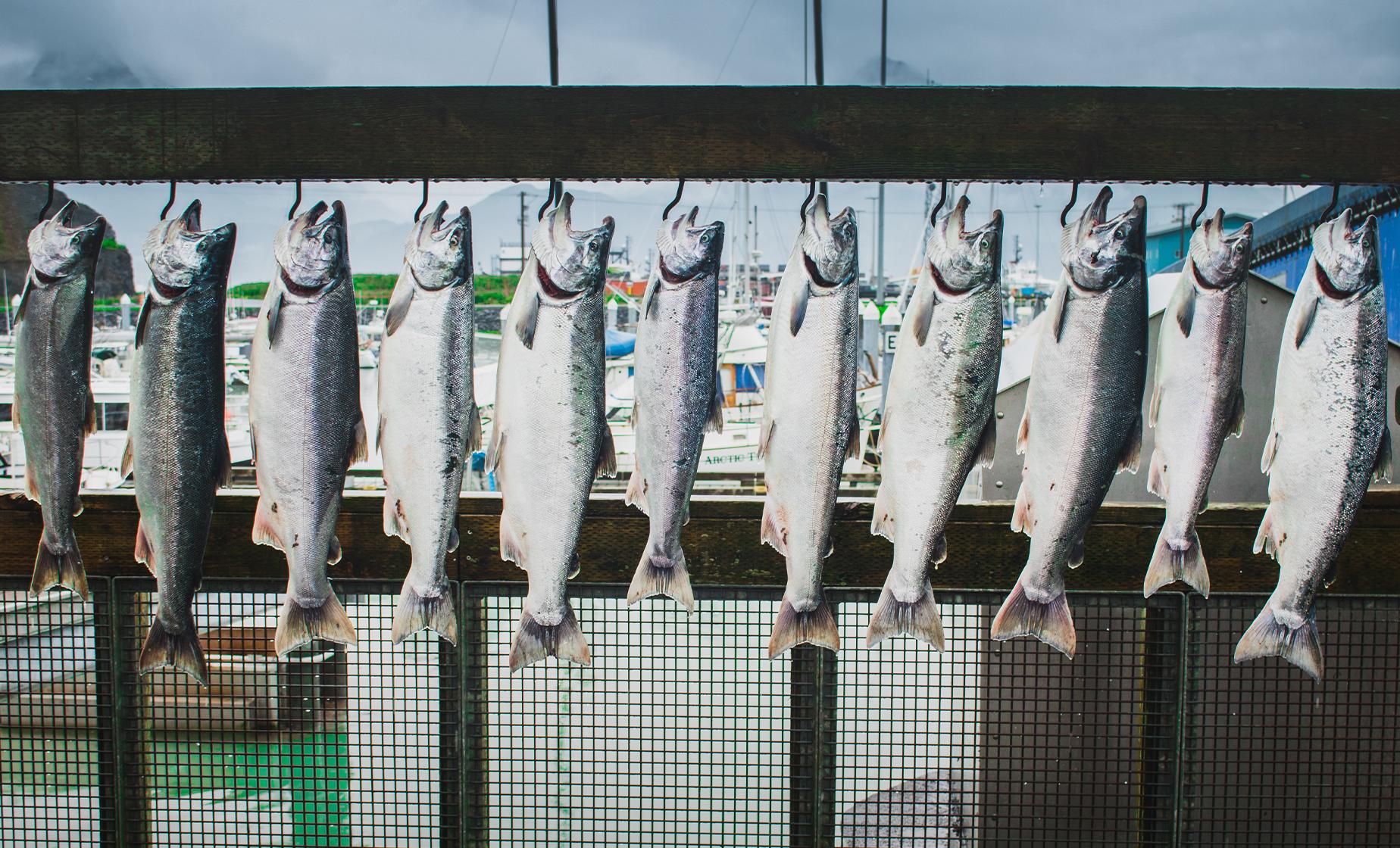 Private Salmon Fishing Adventure - Image 1