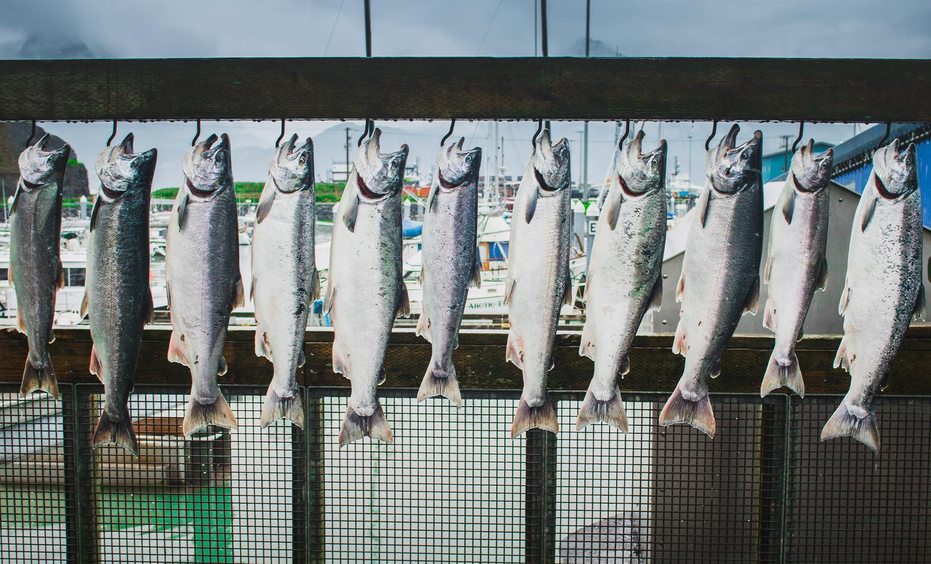 Private Salmon Fishing Adventure from Ward Cove - Image 1