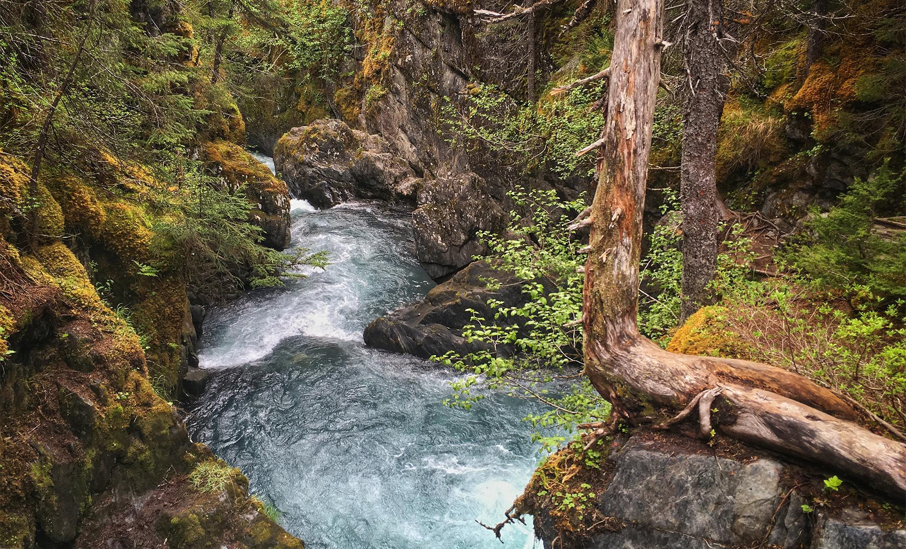 Rainforest Walk and Totem Park from Ward Cove (2 Hours) - Image 1