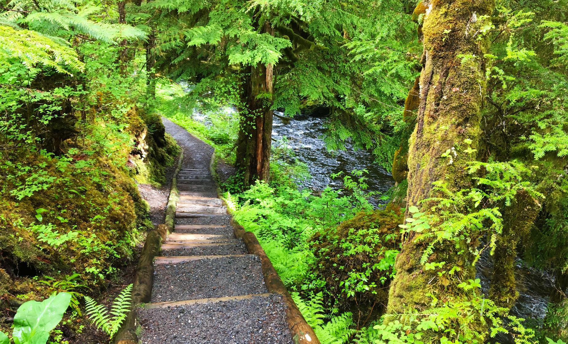 Rainforest Walk and Totem Park from Ward Cove (3 Hours) - Image 1