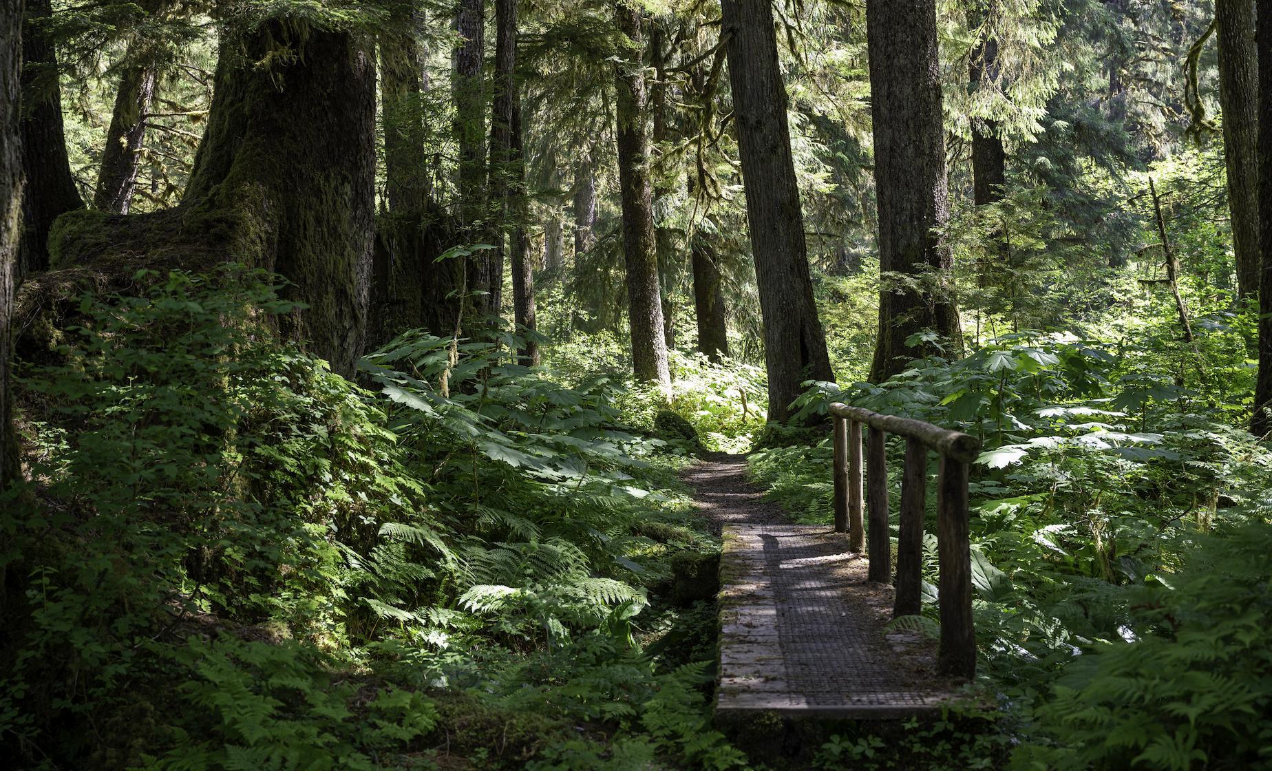 Tongass National Forest Scenic River Hike from Ward Cove - Image 1