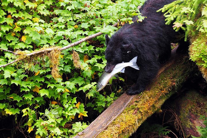 Traitors Cove Bear Viewing - Image 2