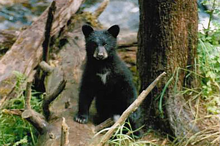 Traitors Cove Bear Viewing - Image 5