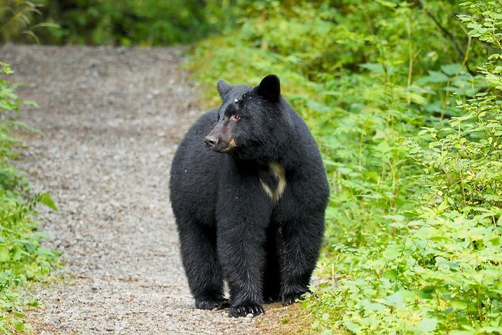 Traitors Cove Bear Viewing - Image 3