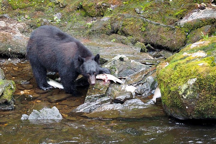 Traitors Cove Bear Viewing - Image 1